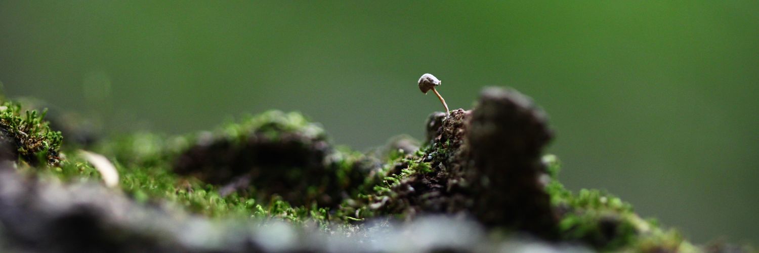 🌿🦋🍂Frog 🍄🪲🪶's banner