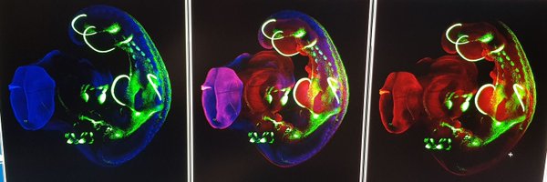 MarcelleLab6 Profile Banner