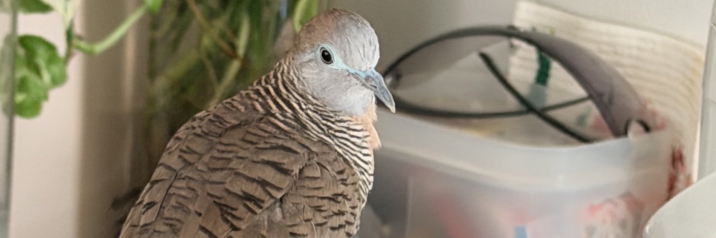 npreviewer's profile banner image