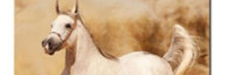 نجم سهيل 💫 banner