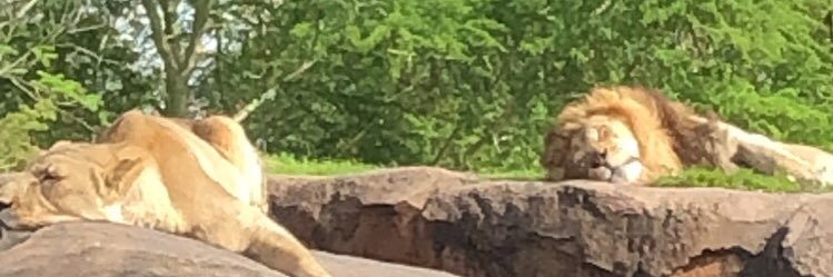 askolnick14's profile banner image