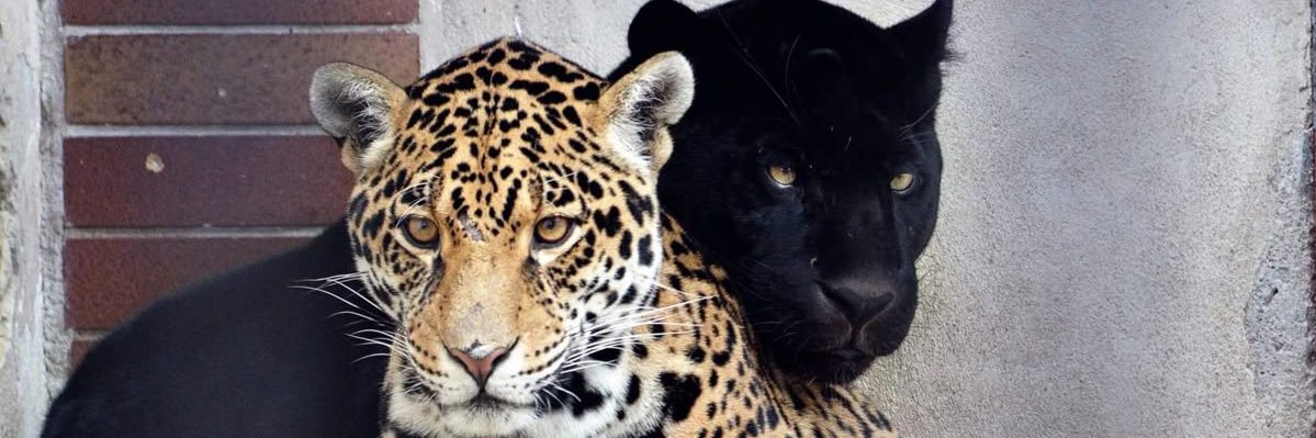 Jennifer__Alves's profile banner image