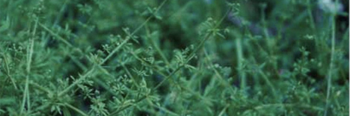 BoiSseuregi's profile banner image