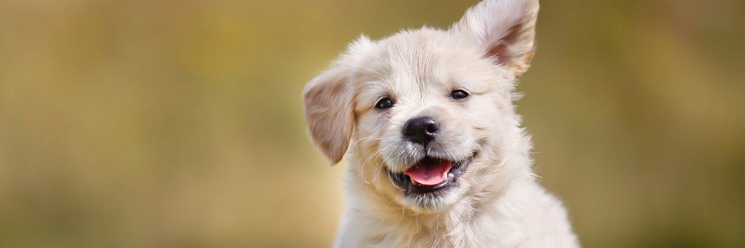 First Class Dog Training (@firstclassdogs) / Posts / X