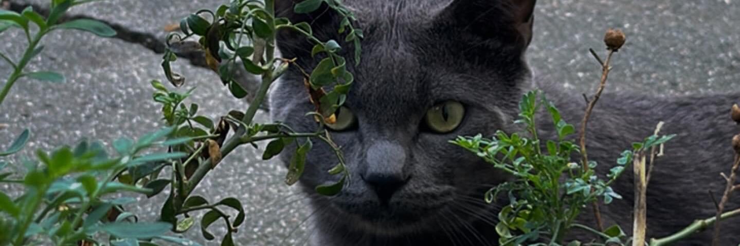 ohhxesmee's profile banner image
