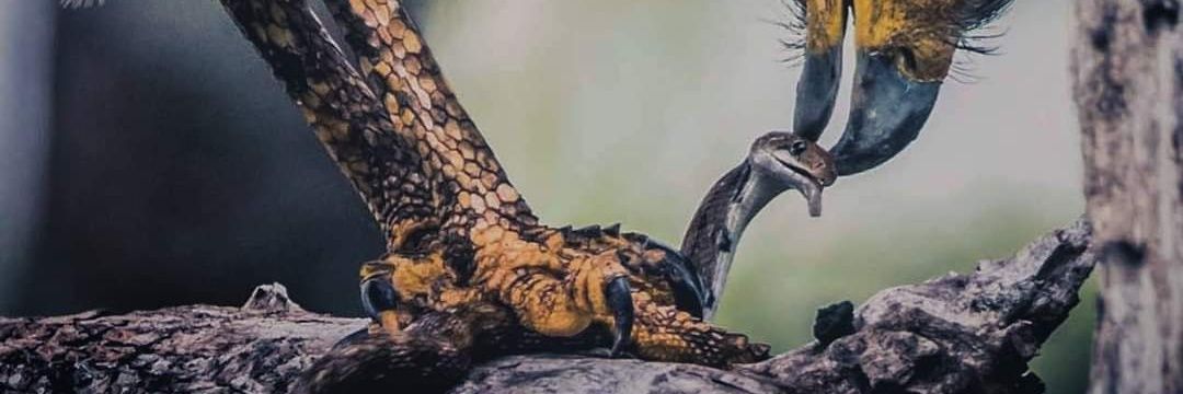 AnimalsPlanet0's profile banner image