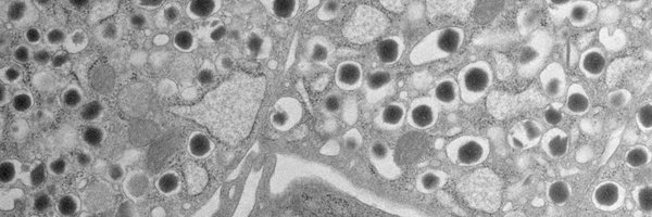 VincenzoCirulli Profile Banner