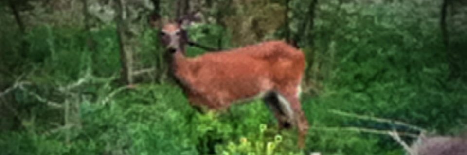 TimleyR's profile banner image