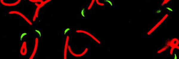 guillemluque Profile Banner