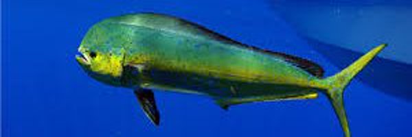 DylanVal_ Profile Banner