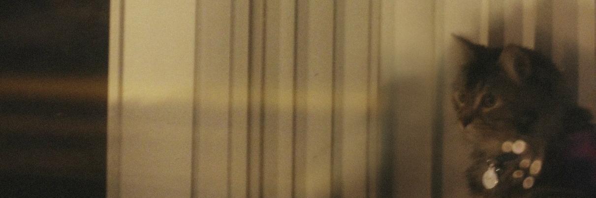 WilliamBravoG's profile banner image