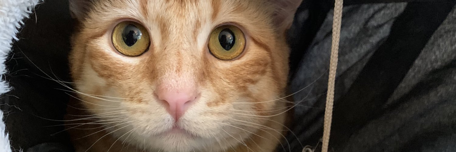 Dr. Anneliese 💖💜💙 banner