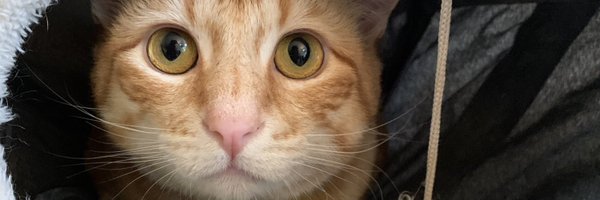 AMMGest Profile Banner