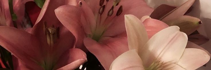 kila •ᴗ• banner