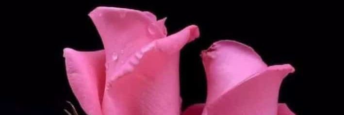 🌼گُل دوپہری🌼 banner