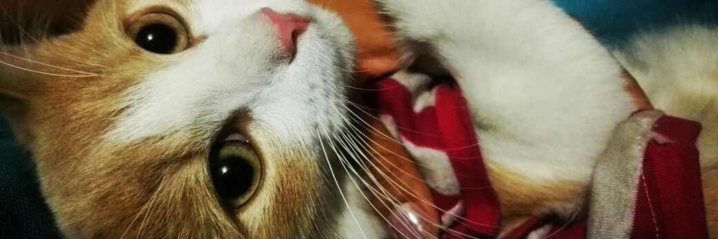 carocalderonc's profile banner image