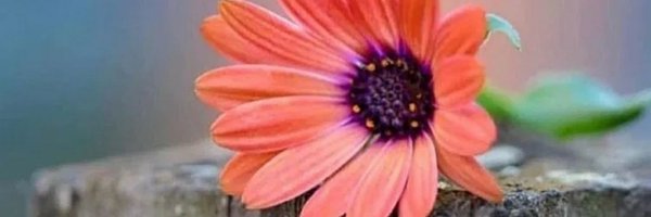 0knz3 Profile Banner