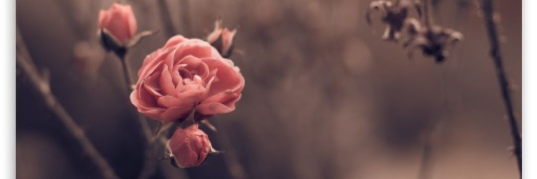 6060_fofa's profile banner image