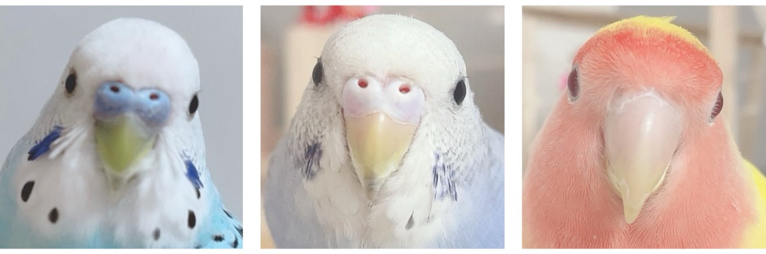 るん🐥 banner