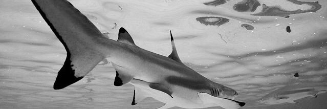 Molly Morrison banner
