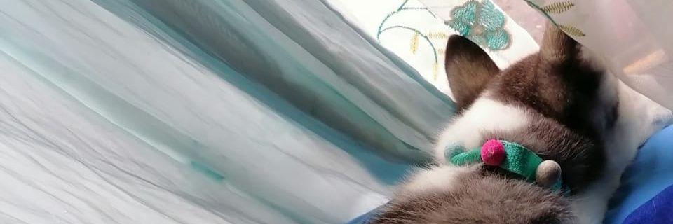 ninethara's profile banner image