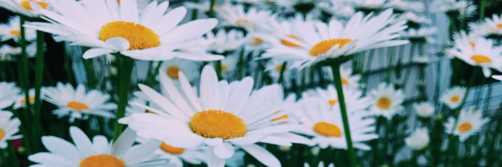 caseylrobinson's profile banner image