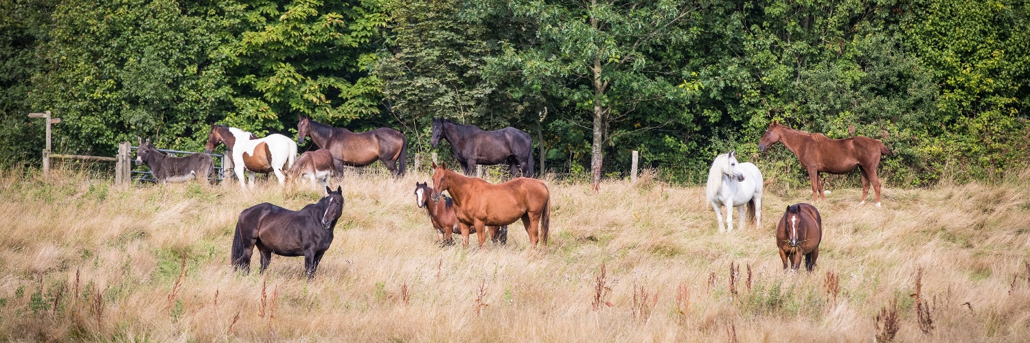 Springwood Mindfulness Sanctuary banner