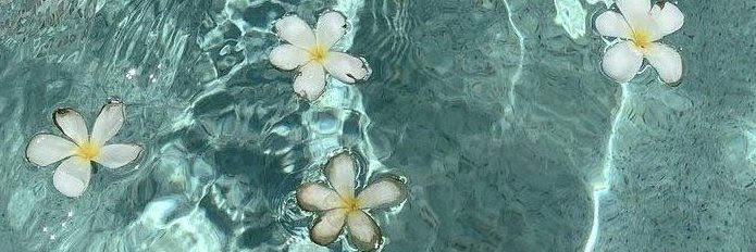 RoseberryMuse's profile banner image