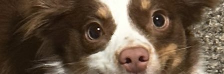 SSRIMommy banner