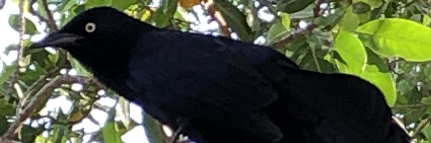 mklrooney's profile banner image