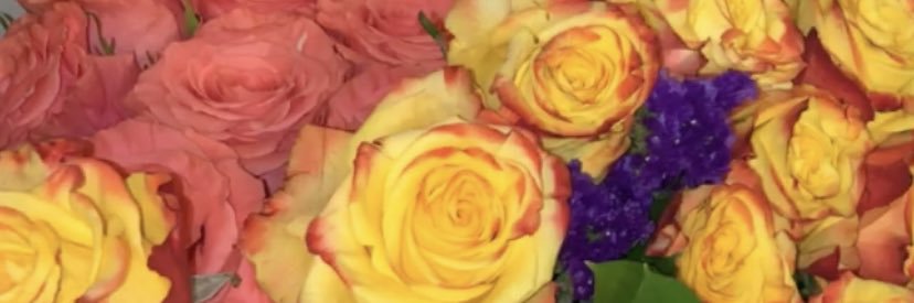 Layy_Cole's profile banner image