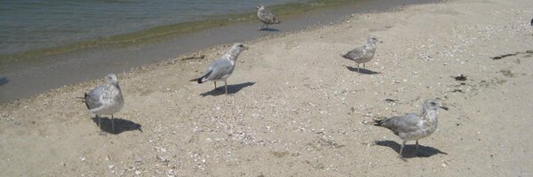 NJJoshFan Profile Banner