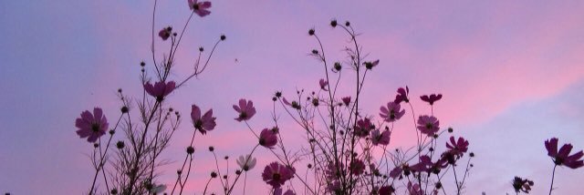 madivance's profile banner image