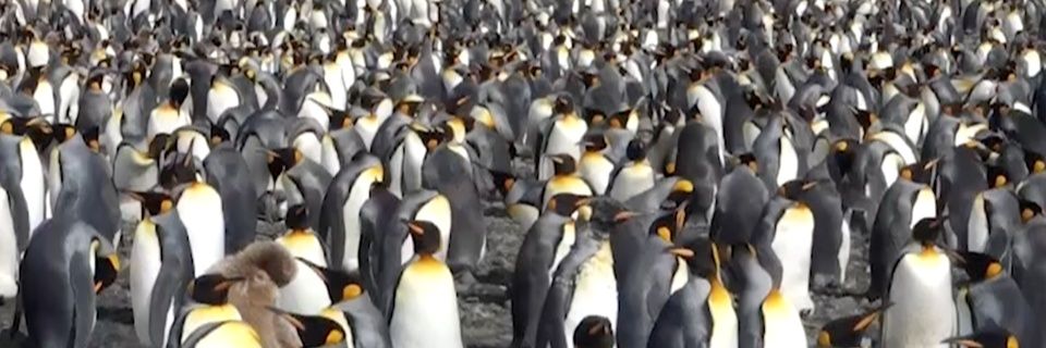 IceyPenguin1's profile banner image