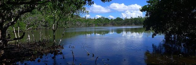 Holly C. Tuten banner