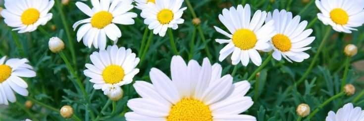 Sabrina Benas's banner