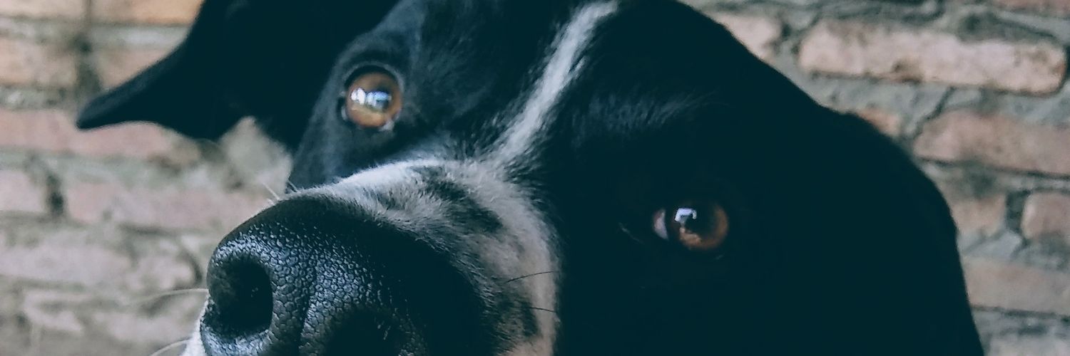 bere banner