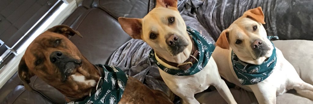 stinkster's profile banner image