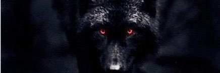 Jamil Williams banner