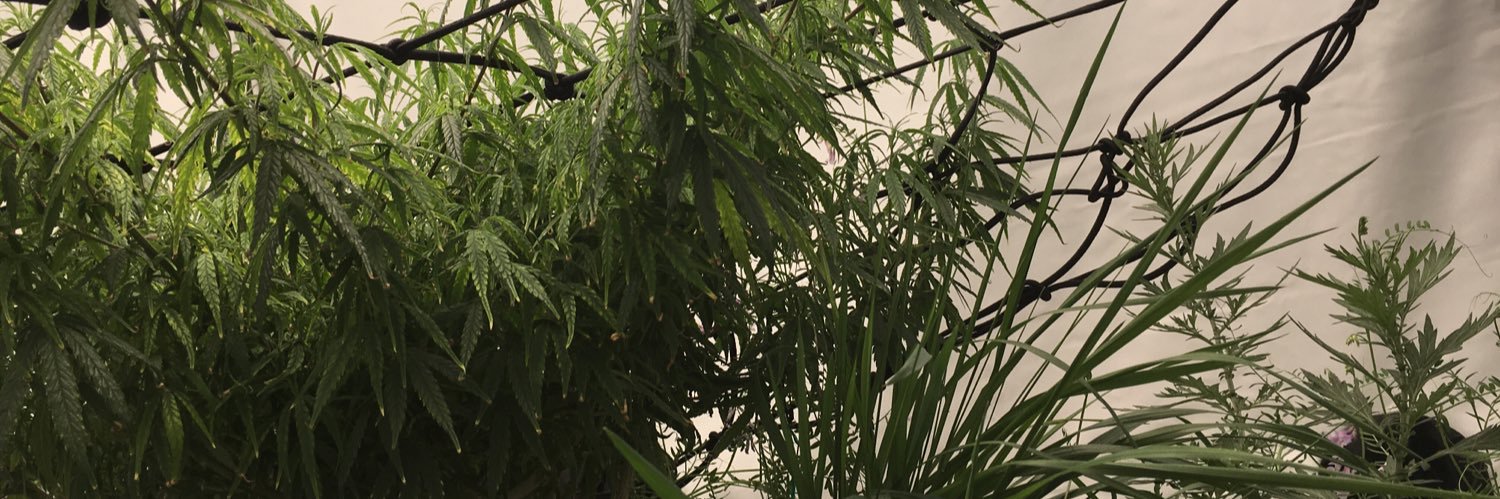 frozenfinger's profile banner image