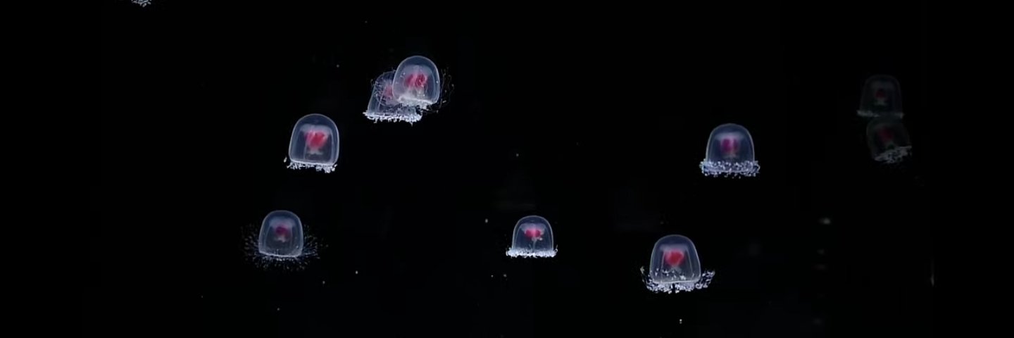 rilattuma's profile banner image