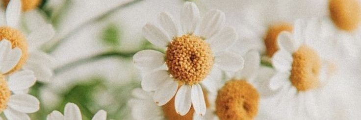CamiDenoni's profile banner image