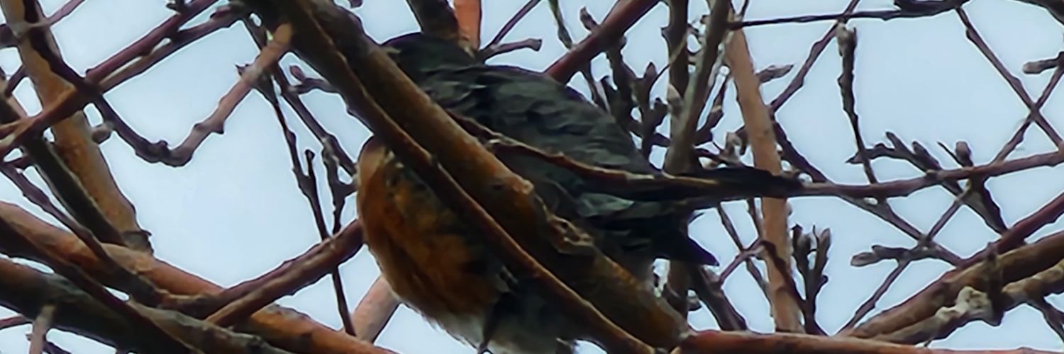 Yoicie's profile banner image