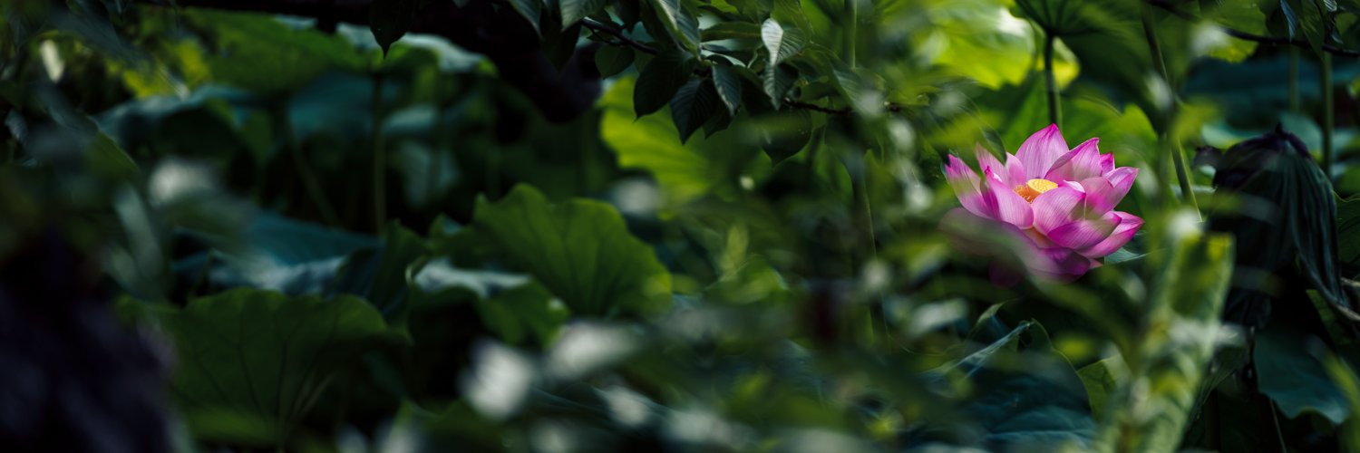 linfa1008's profile banner image