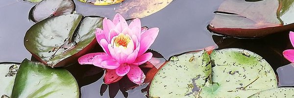 BiancofioreAng1 Profile Banner