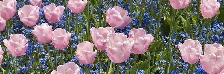 bloom𑁍ࠬ - close banner