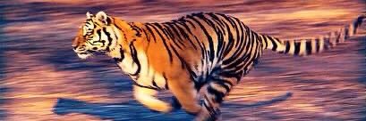 GunterMSTigersTX banner