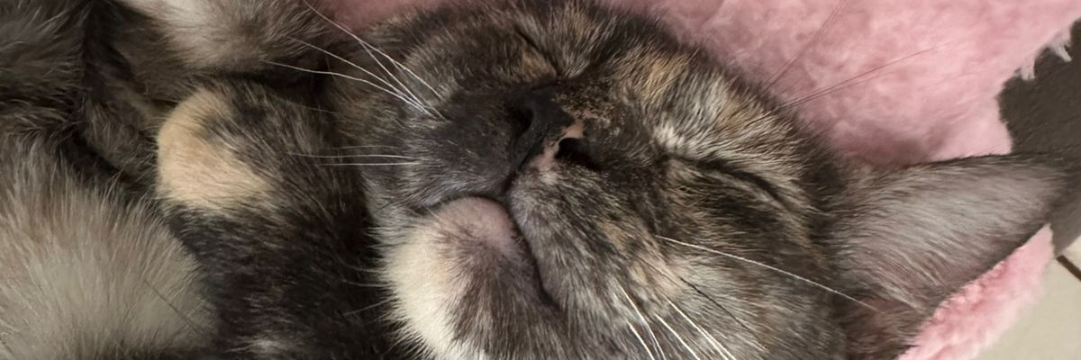 Jessica Fradique banner