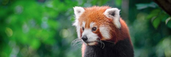 felix_red_panda Profile Banner