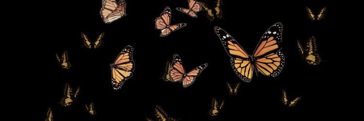 QaudsiaR's profile banner image